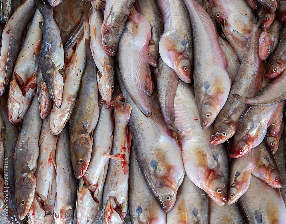 Fresh Fish Fresh Fish