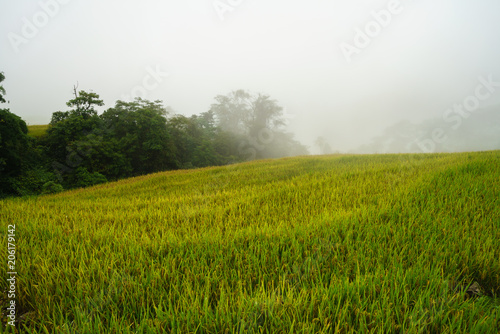 Terraced rice field landscape in harvesting season with low clouds in Y Ty  Bat Xat district  Lao Cai  north Vietnam