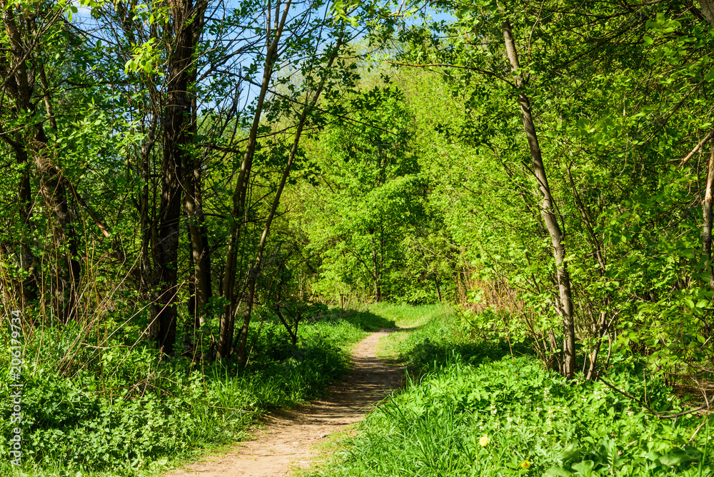 Fototapeta premium The path in the bright summer forest - beautiful Woodland landscape