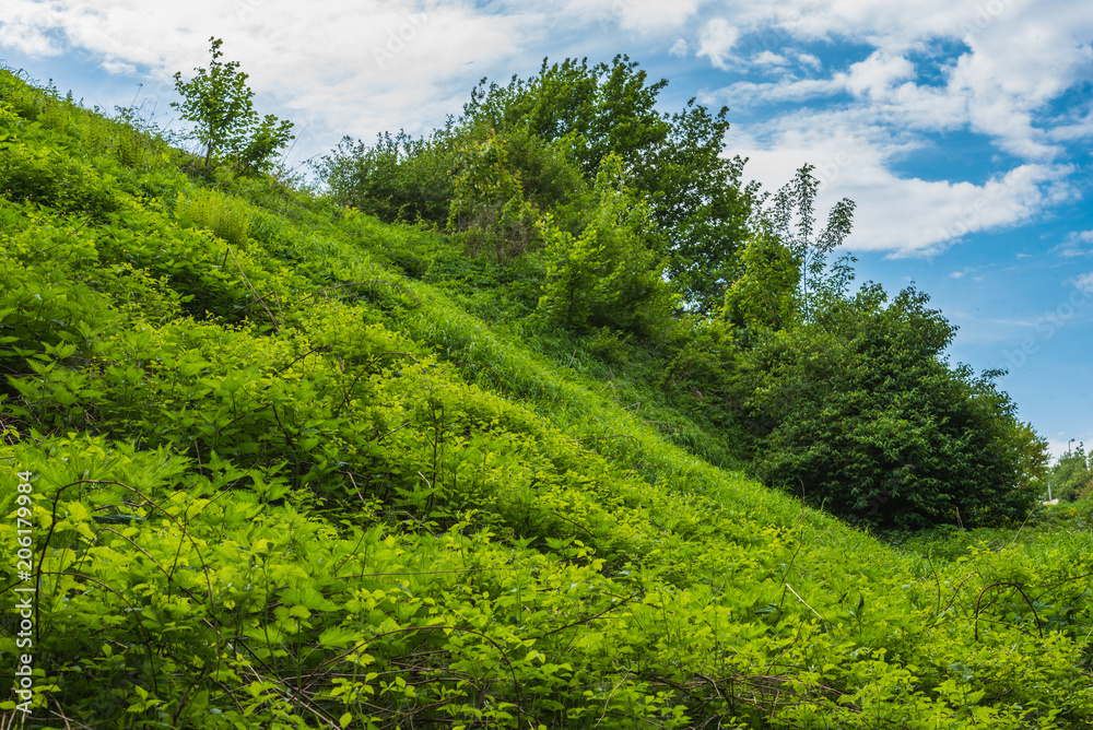 Beautiful summer landscape - the slope of a ravine overgrown with grass and trees and blue sky with clouds Beautiful summer landscape - the slope of a ravine overgrown with grass and trees and blue sky with clouds