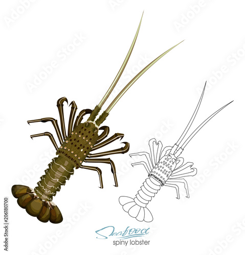 Spiny lobster vector illustration in cartoon style isolated on white background. Linear silhouette of a spiny lobster. Inhabitant wildlife of underwater world. Vector illustration