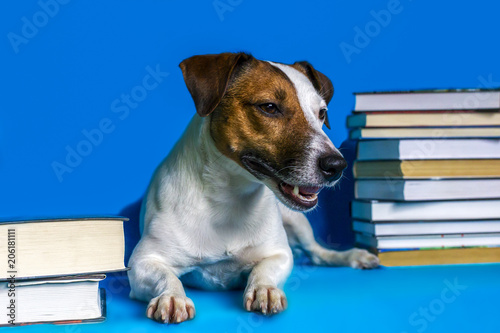 Jack Russell on a blue background and books
