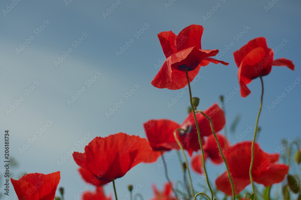 Obraz premium Red poppy flowers. Poppy flowers and blue sky in a field with bees and bumblebees
