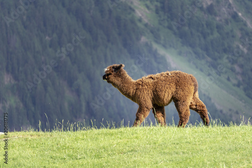 Photos Alpaca (Vicugna pacos) on a green meadow on a background of mountains