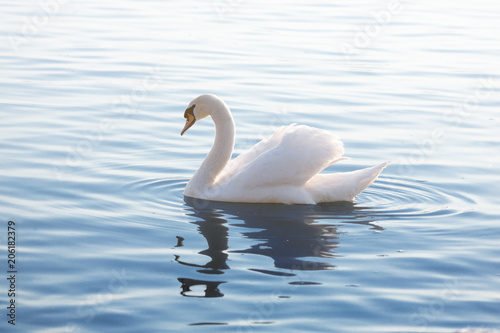 Tender White Swan is Swimming on the Calm Water
