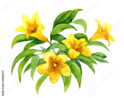 yellow jessamine photo