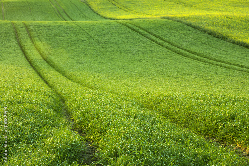 Green field in morning light.Fresh cereal background. Green field in morning light.Fresh cereal background.