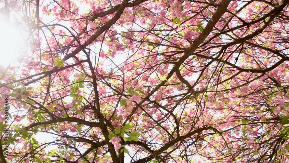 Beautiful spring blossom cherry trees on a sunny day. Beautiful spring blossom cherry trees on a sunny day.