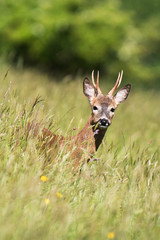 Fotobehang Ree Europese ree in natuurlijk habitat  © Maciej Olszewski