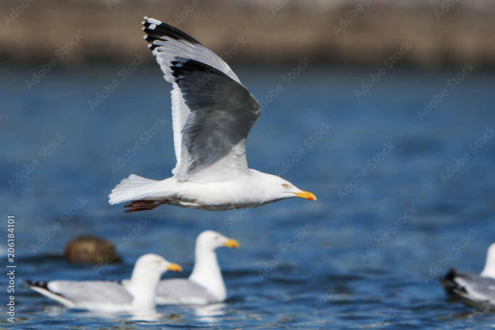 Herring Gull, Sea Gull, Larus argentatus Herring Gull, Sea Gull, Larus argentatus