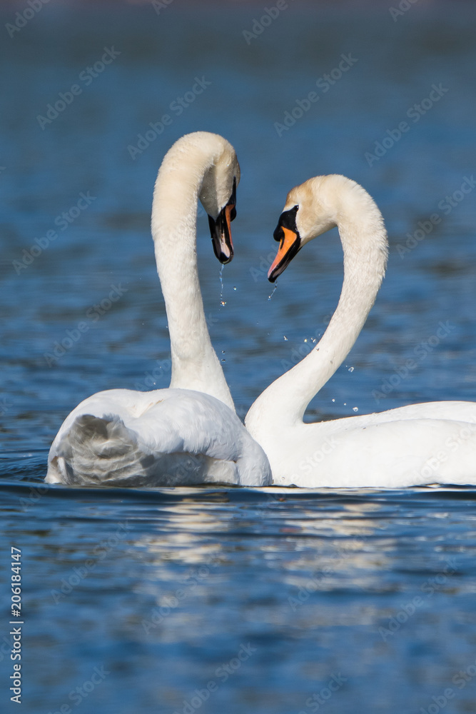 Fototapeta premium Mute Swan, Swans, Cygnus olor