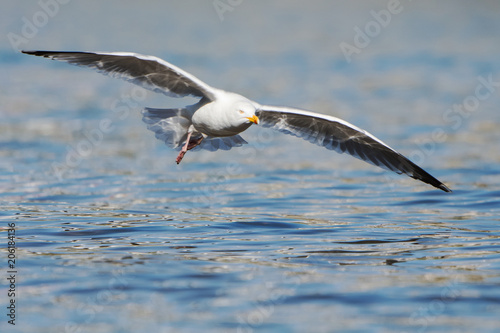 Herring Gull, Sea  Gull, Larus argentatus © Maciej Olszewski
