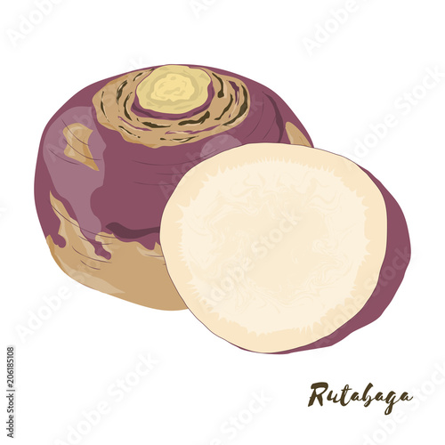 Rutabaga. Vegetables for your design. Vector illustration.