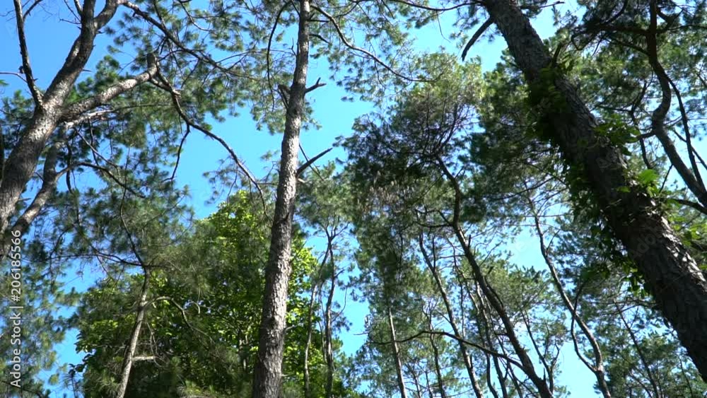 Pine forest with sunlight