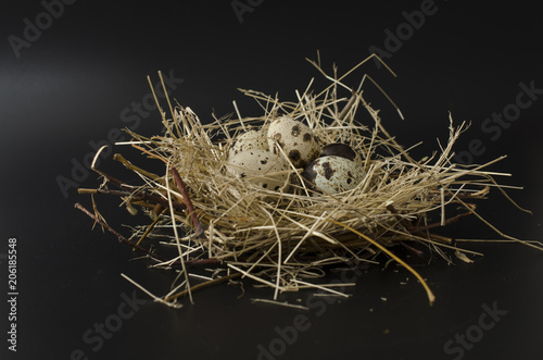 quail eggs in a nest isolated on black background