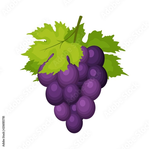 Bunch of wine grapes with leaves isolated on white backgrond. Grape icon in flat cartoon style. Fresh berry, raw materials fruit. Vector illustration