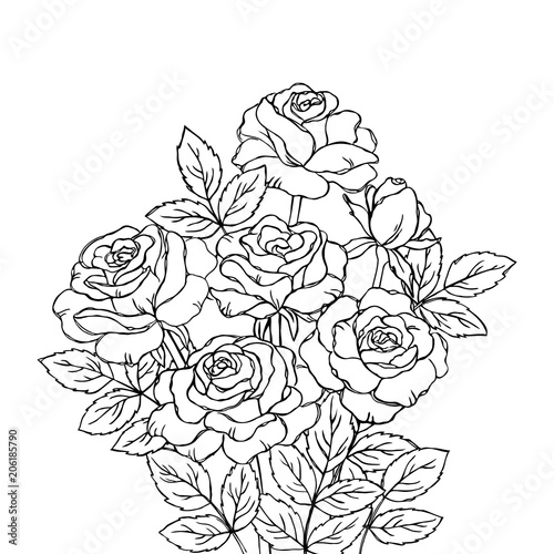 vector contour rose flowers bud leaf branch coloring book  pattern elements bouquet
