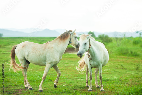 Couple white horses grooming on a grassland.