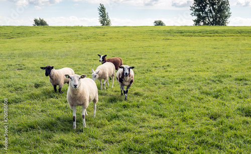 Small group of sheep in a Dutch meadow