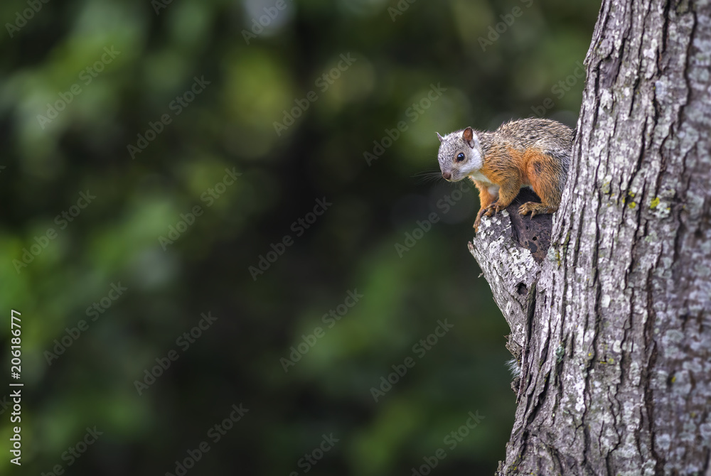 Variegated Squirrel - Sciurus variegatoides, beautiful squirrel from New World gardens and forests, Costa Rica. Variegated Squirrel - Sciurus variegatoides, beautiful squirrel from New World gardens and forests, Costa Rica.