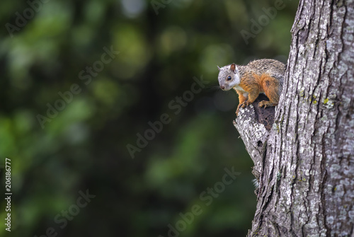 Variegated Squirrel - Sciurus variegatoides, beautiful squirrel from New World gardens and forests, Costa Rica.