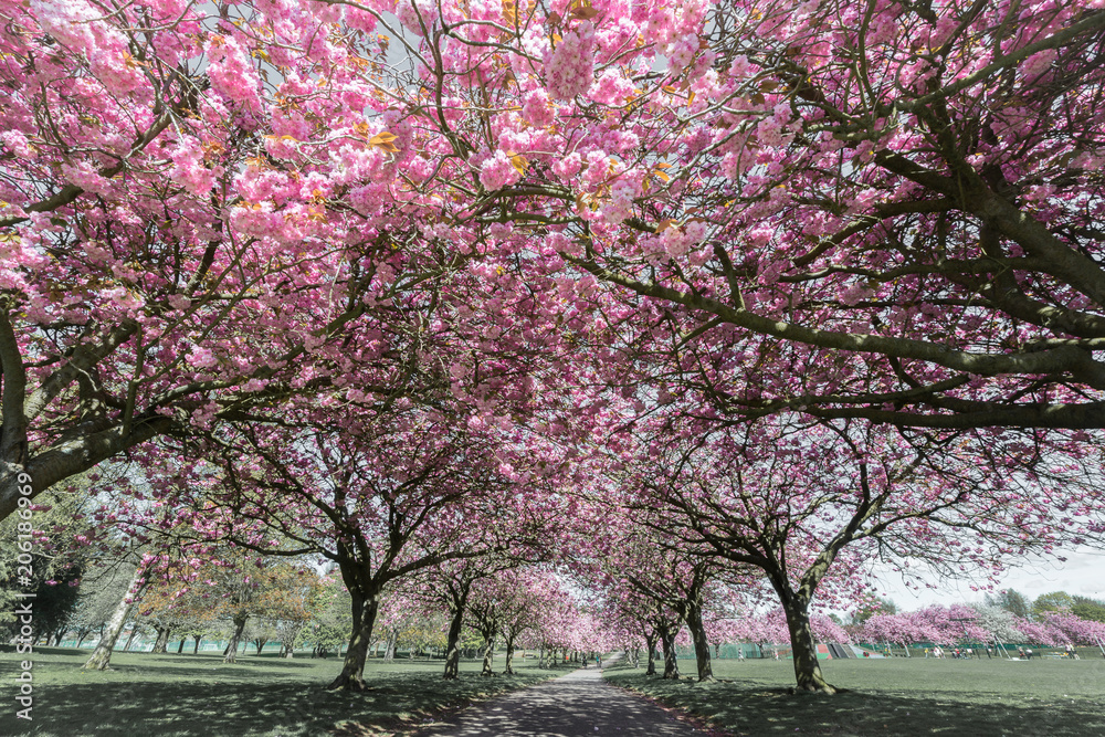 Fototapeta premium Cherry Bloosom Trees