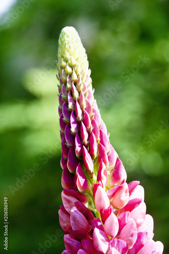 Large-leaved Garden Lupine Decorative Plant photo