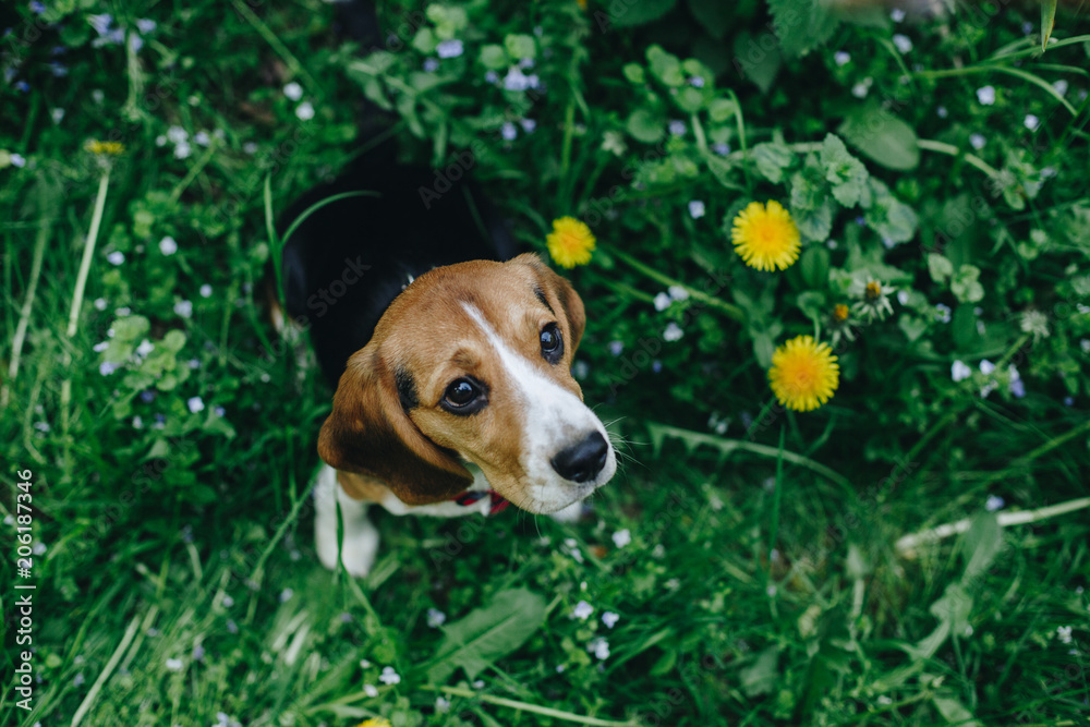 Top view of cute little beagle puppy looking up while sitting on the green grass with yellow flowers on the meadow. Park, outdoors
