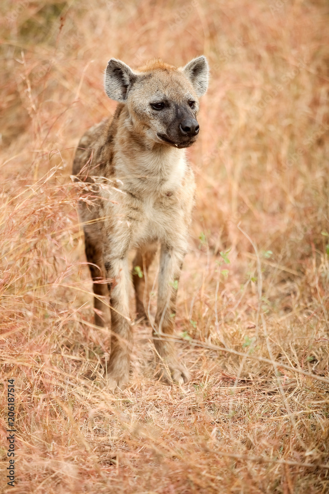 African Spotted Hyena on a South African Safari African Spotted Hyena on a South African Safari