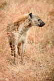 African Spotted Hyena on a South African Safari