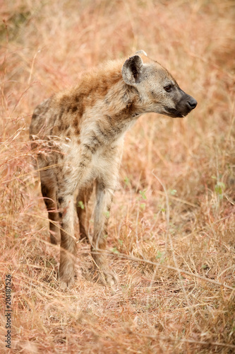 African Spotted Hyena on a South African Safari