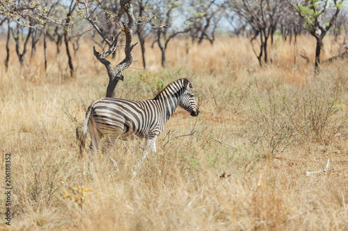 Side view of an African Zebra Photographed on safari in a South African game reserve