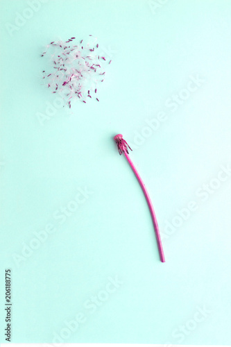 Fototapeta Naklejka Na Ścianę i Meble -  Dandelion plant and spores arranged on bright colour background