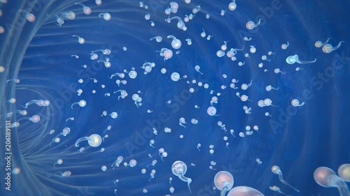 Fertilization process, fusion of a spermatozoon with an ovum.