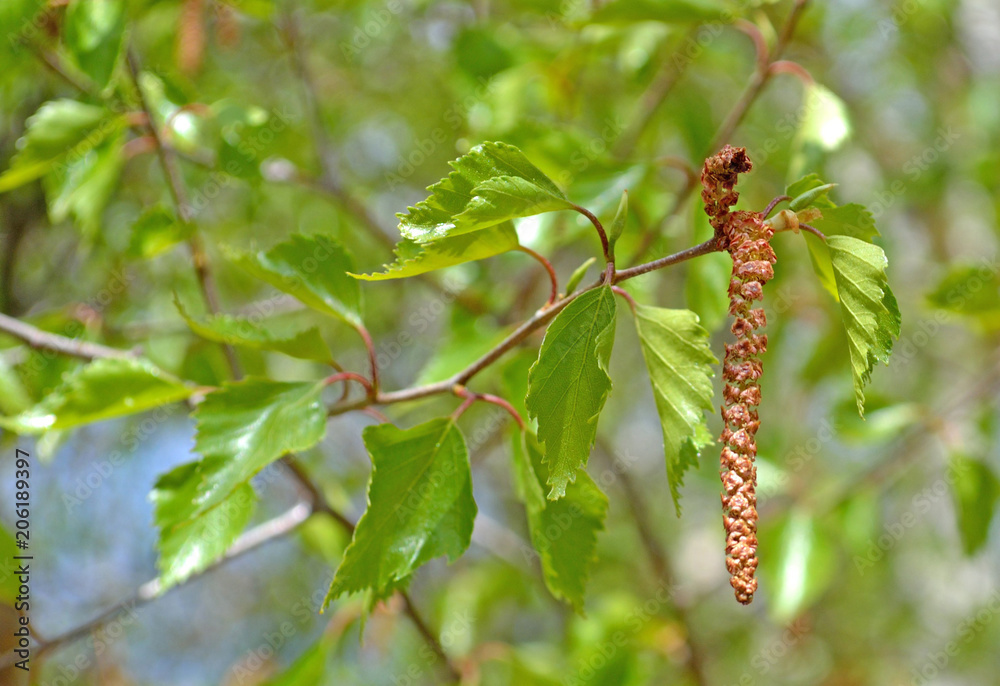 flowering birch in early spring, background flowering birch in early spring, background