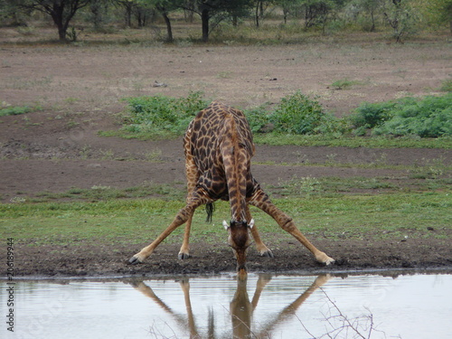 Drinking Giraffe