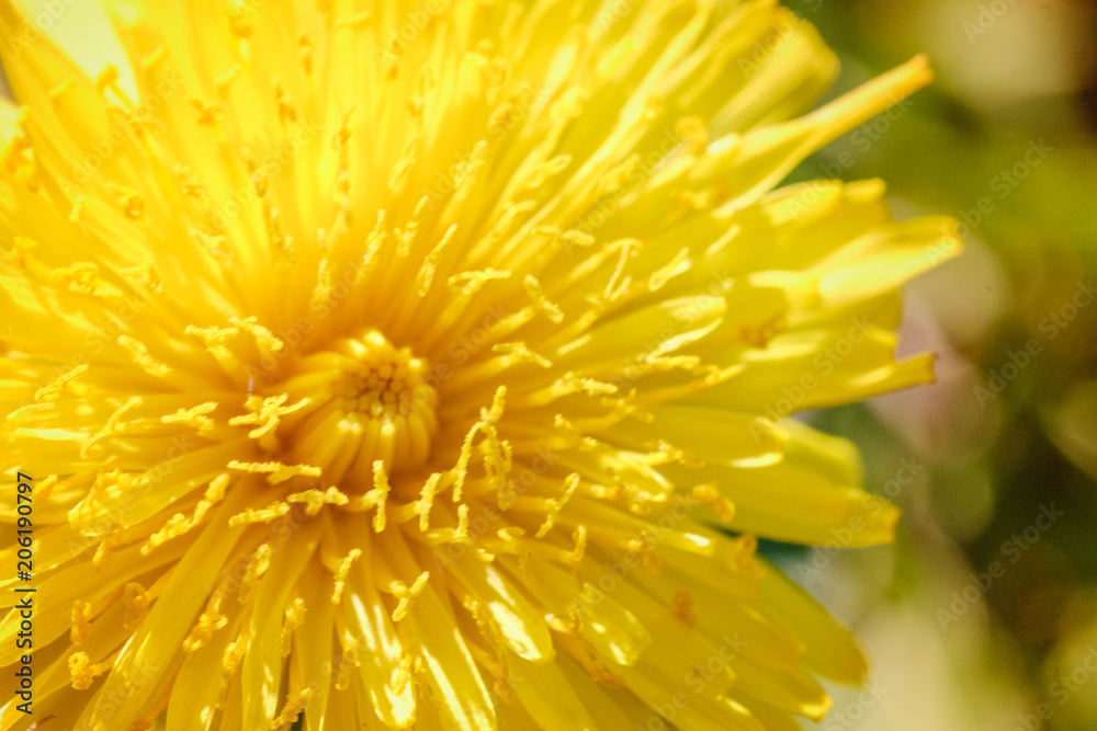 Yellow dandelion macro close up flowers on background of green spring meadows.