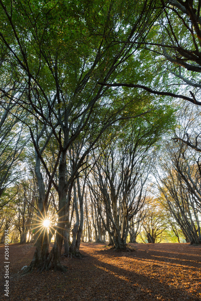 Trees in Canfaito forest (Marche, Italy) with low sun filtering Trees in Canfaito forest (Marche, Italy) with low sun filtering