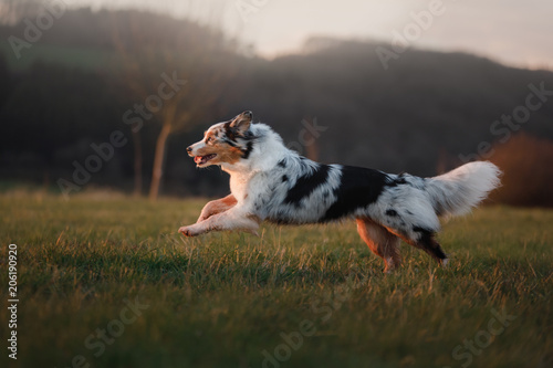 the dog is running around the field, the grass is on the nature at sunset. Active Australian Shepherd