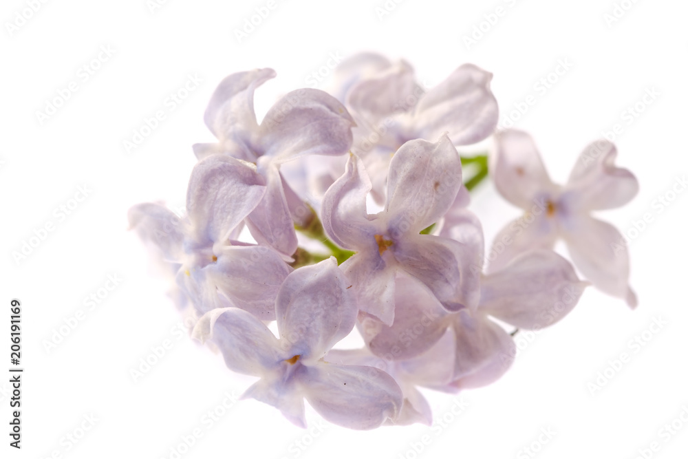 Obraz premium Spring branch of blossoming lilac isolated on white