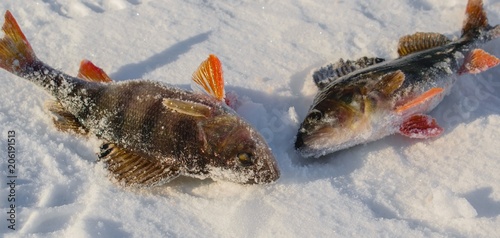The first catch on ice fishing