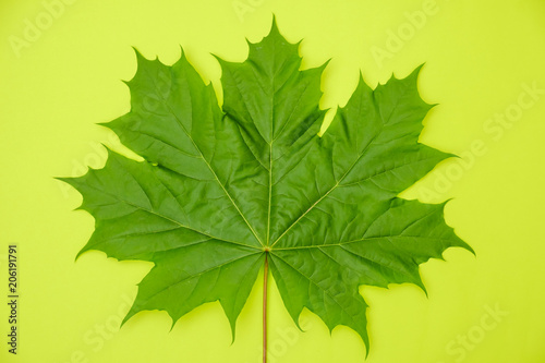 Creative green layout made ...