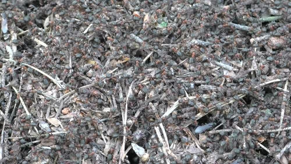 Ants work on the surface of an anthill Ants work on the surface of an anthill