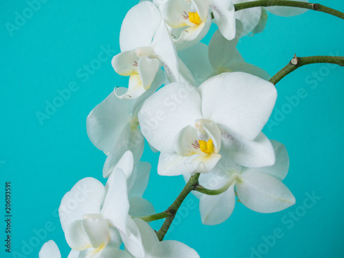 White phaleanopsis orchid on blue background photo