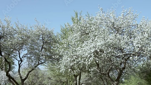 Flowering of apple trees photo