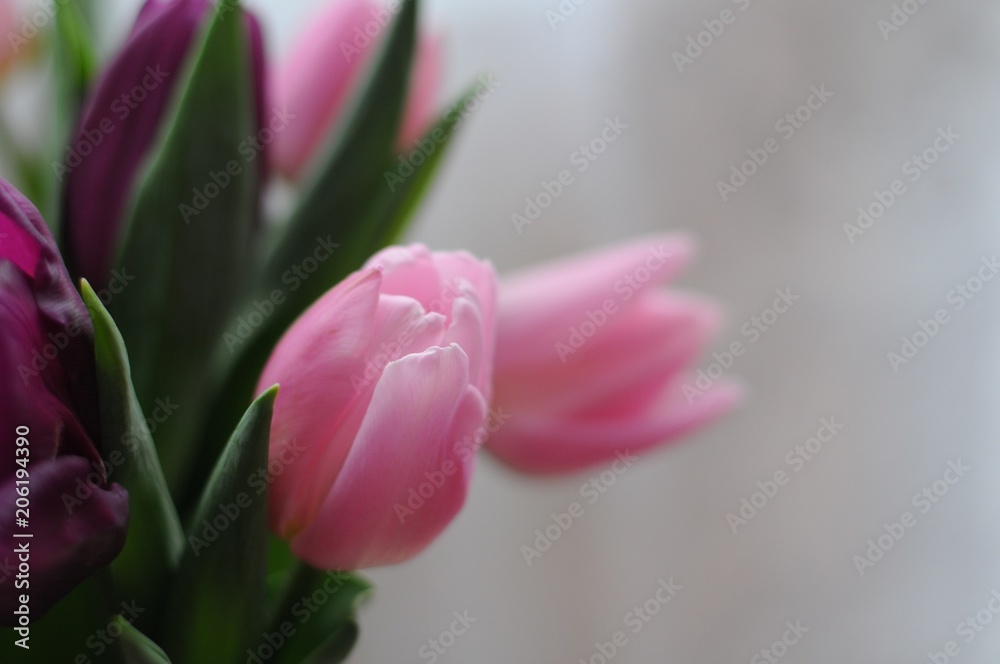 Naklejka premium Цветы. Тюльпаны. Весна. Март