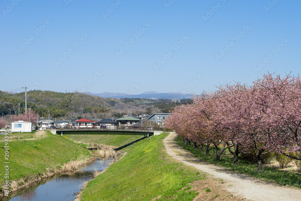 御殿川沿いの桜
