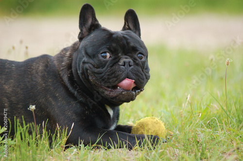 Black French bulldog lying in a meadow, holding his ball.