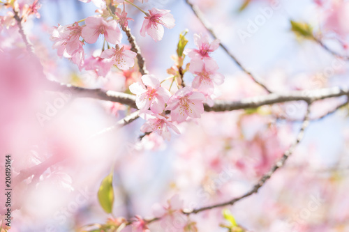 河津桜の花 © T-Kai
