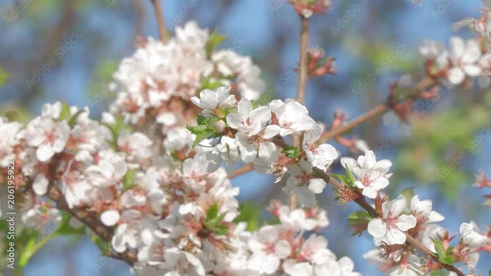 Branches of cherry blossoms in the garden. Blooming cherry. Selective focus Branches of cherry blossoms in the garden. Blooming cherry. Selective focus